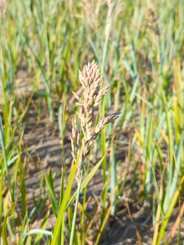 Arctopoa eminens observed 2024-07-08
