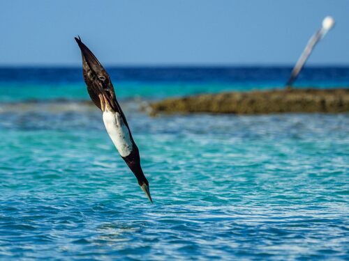 Brown Booby