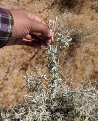 Tetradymia stenolepis