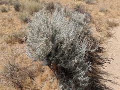 Tetradymia stenolepis