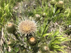 Cirsium remotifolium
