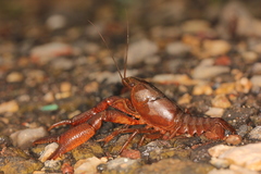 Procambarus mexicanus