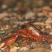 Procambarus mexicanus - Photo (c) Alan Rockefeller, some rights reserved (CC BY), uploaded by Alan Rockefeller