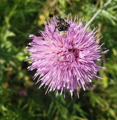 Trichiotinus texanus