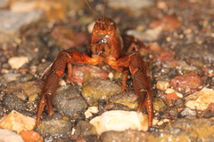 Procambarus mexicanus