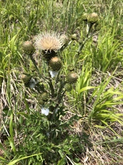 Cirsium remotifolium