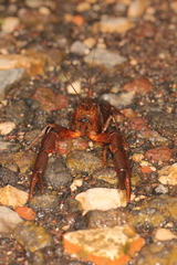 Procambarus mexicanus