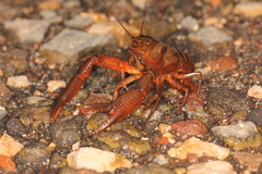 Procambarus mexicanus