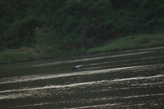 Egretta rufescens