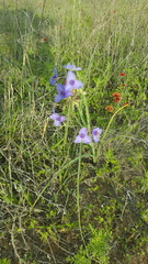 Tradescantia occidentalis