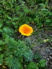 Eschscholzia californica