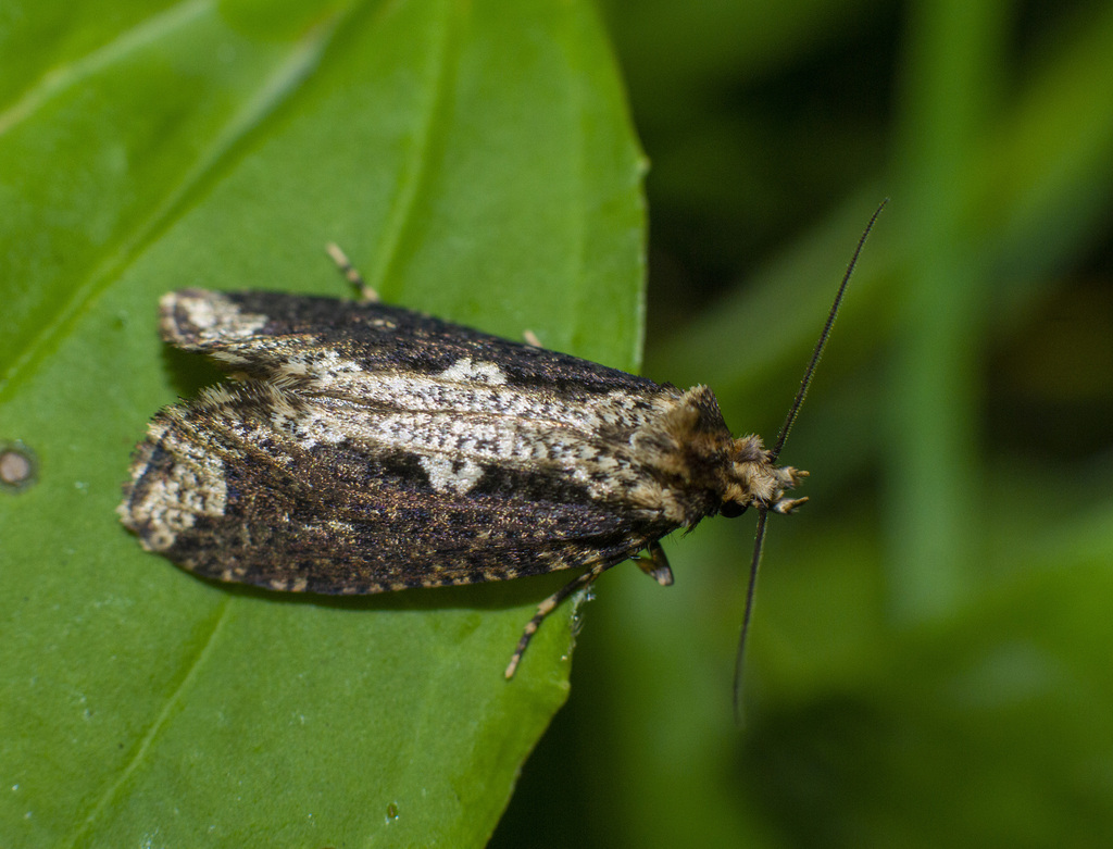 Scardia boletella