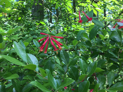 Lonicera sempervirens sempervirens