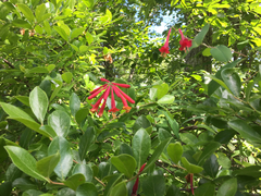 Lonicera sempervirens sempervirens