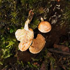 Panellus ligulatus