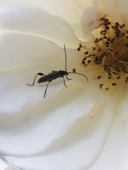 Callimoxys fuscipennis