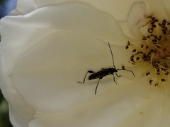 Callimoxys fuscipennis