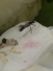 Callimoxys fuscipennis