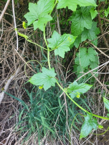 White bryony (Bryonia alba)