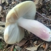 Russula violeipes - Photo 由 Ivana Jovanovic 所上傳的 (c) Ivana Jovanovic，保留部份權利CC BY-NC