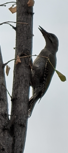 Grey-headed Woodpecker