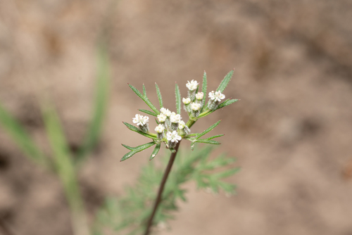Whorled Carrot (Daucus involucratus)