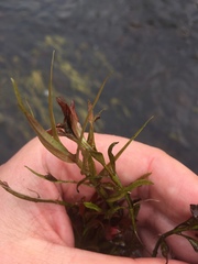 Veronica scutellata