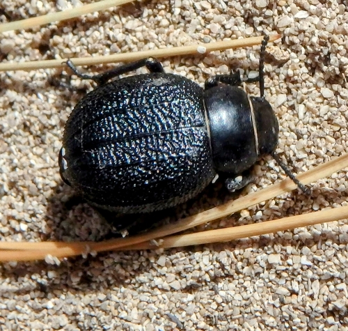 Pimelia cribra