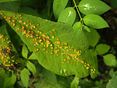 Phylloxera caryaefallax