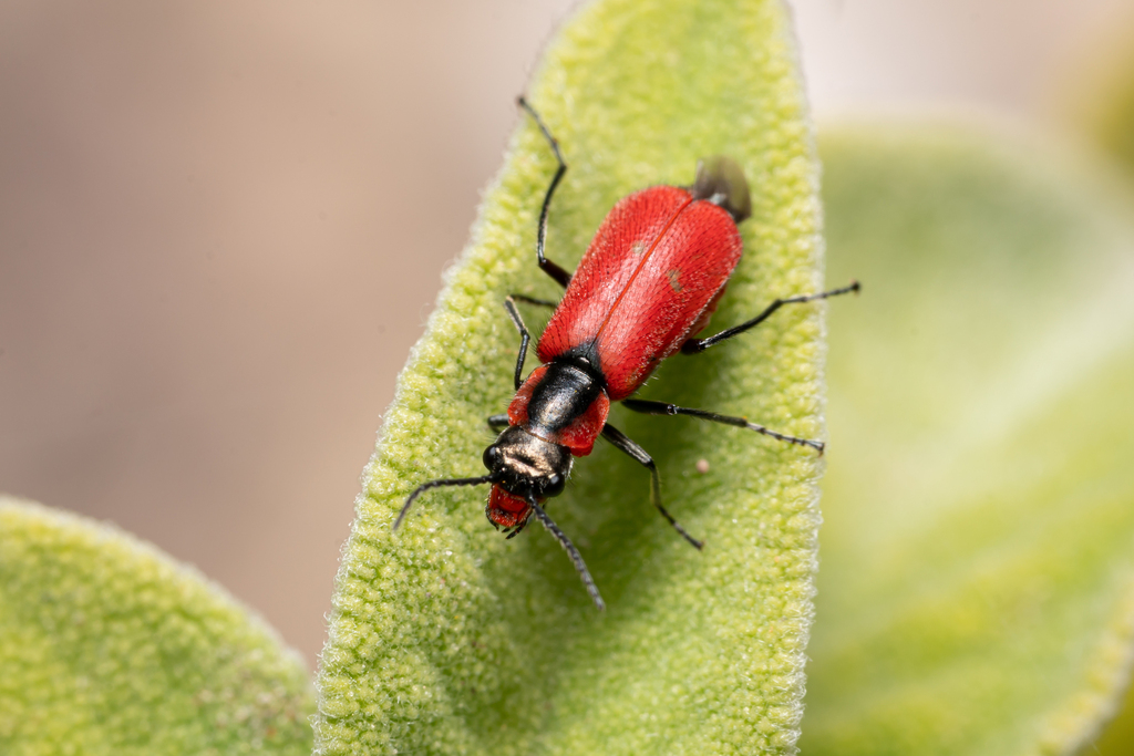 Malachius coccineus