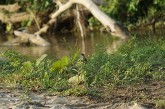 Turdus rufopalliatus