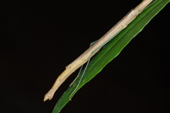 Singaporoidea meneptolemus
