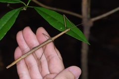 Singaporoidea meneptolemus