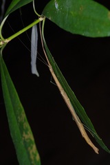 Singaporoidea meneptolemus