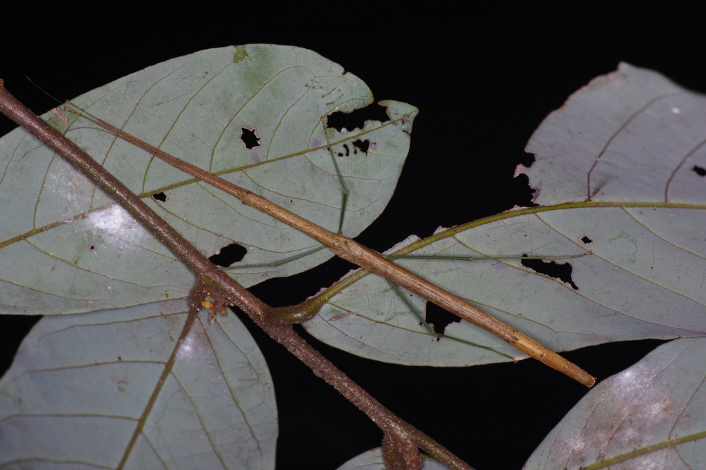 Singaporoidea