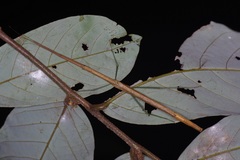 Singaporoidea meneptolemus