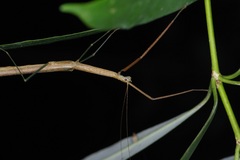 Singaporoidea meneptolemus