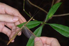 Singaporoidea meneptolemus