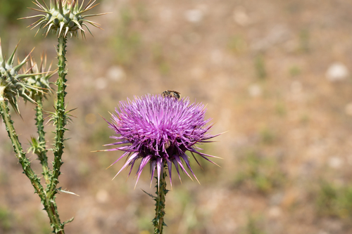 Rhodian Cotton Thistle (Onopordum boissierianum)