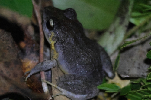Jamaican Yellow-bellied Frog, Eleutherodactylus pantoni