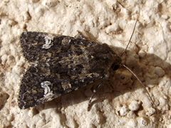 Polymixis serpentina