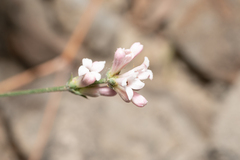 Eleftherios Katsillis, CC BY, iNaturalist via GBIF Cynanchica lilaciflora, photograph Eleftherios Katsillis, CC BY, iNaturalist via GBIF