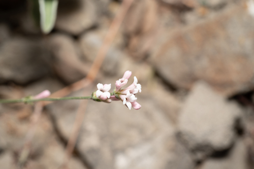 Cynanchica lilaciflora, photograph 5