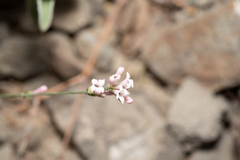 Eleftherios Katsillis, CC BY, iNaturalist via GBIF Cynanchica lilaciflora, photograph Eleftherios Katsillis, CC BY, iNaturalist via GBIF