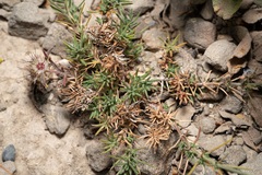Eleftherios Katsillis, CC BY, iNaturalist via GBIF Cynanchica lilaciflora, photograph Eleftherios Katsillis, CC BY, iNaturalist via GBIF