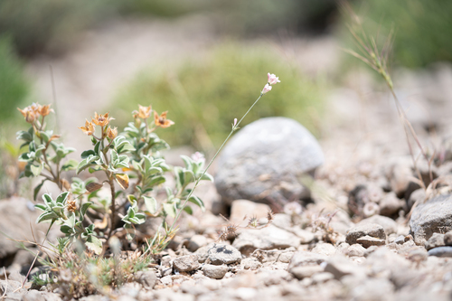 Cynanchica lilaciflora, photograph 3