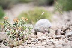 Eleftherios Katsillis, CC BY, iNaturalist via GBIF Cynanchica lilaciflora, photograph Eleftherios Katsillis, CC BY, iNaturalist via GBIF