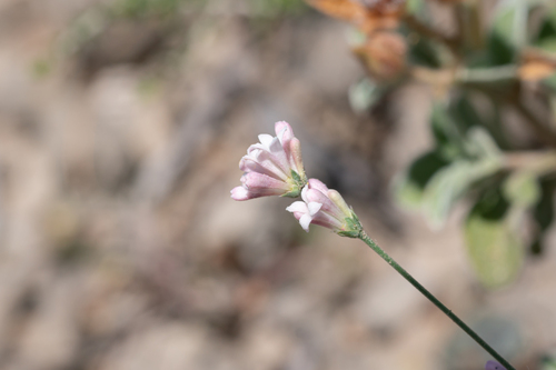 Cynanchica lilaciflora, photograph 6