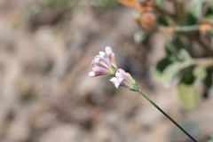 Cynanchica lilaciflora, photograph Eleftherios Katsillis, CC BY, iNaturalist via GBIF