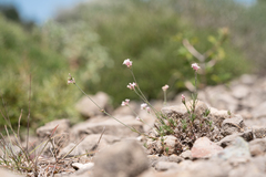 Eleftherios Katsillis, CC BY, iNaturalist via GBIF Cynanchica lilaciflora, photograph Eleftherios Katsillis, CC BY, iNaturalist via GBIF